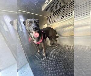 Mutt Dogs for adoption in Rancho Cucamonga, CA, USA