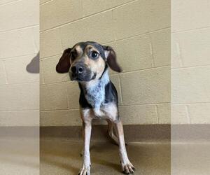Beagle-Unknown Mix Dogs for adoption in Front Royal, VA, USA