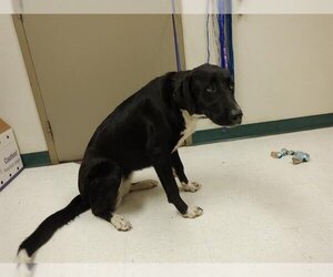 Small Border Collie-Great Dane Mix