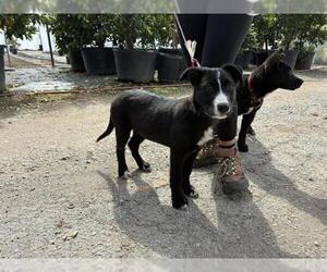 Border Collie-Unknown Mix Dogs for adoption in San Martin, CA, USA