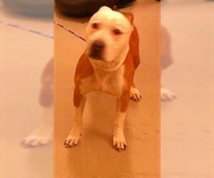 Mutt Dogs for adoption in Sanford, FL, USA