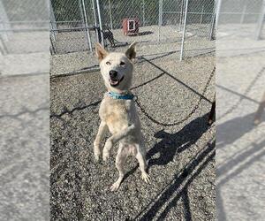 Huskies -Siberian Husky Mix Dogs for adoption in Fairbanks, AK, USA