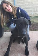 Medium Photo #1 Labrador Retriever-Unknown Mix Puppy For Sale in Dallas, TX, USA