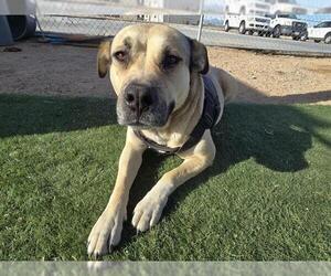 German Shepherd Dog-Unknown Mix Dogs for adoption in HESPERIA, CA, USA