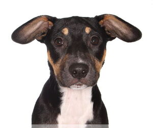 Labrador Retriever-Unknown Mix Dogs for adoption in Oakland Park, FL, USA