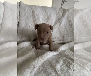 American Pit Bull Terrier-Unknown Mix Dogs for adoption in MIDWAY, UT, USA