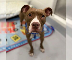 American Pit Bull Terrier Dogs for adoption in Boston, MA, USA