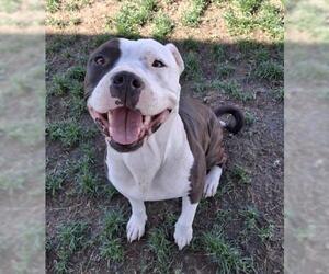 American Pit Bull Terrier Dogs for adoption in Bakersfield, CA, USA
