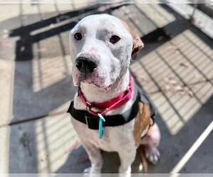 American Pit Bull Terrier Dogs for adoption in Martinez, CA, USA
