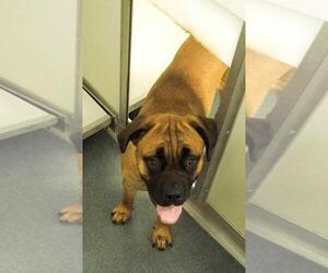 Mastiff Dogs for adoption in Glen Allen, VA, USA