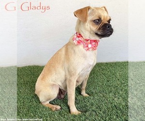 Pug-Unknown Mix Dogs for adoption in San Diego, CA, USA