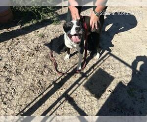 Medium Photo #1 Border Collie-Unknown Mix Puppy For Sale in Ocala, FL, USA