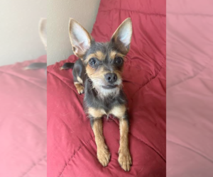 Chihuahua-Unknown Mix Dogs for adoption in Cranston, RI, USA