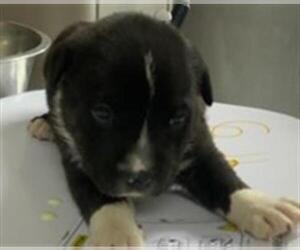 American Pit Bull Terrier-Unknown Mix Dogs for adoption in Visalia, CA, USA