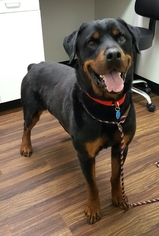 Rottweiler Dogs for adoption in Littelton, CO, USA