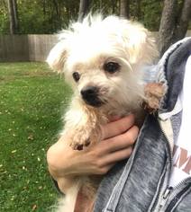 Maltese Dogs for adoption in Zionsville, IN, USA