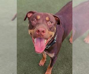American Pit Bull Terrier-Doberman Pinscher Mix Dogs for adoption in Sacramento, CA, USA