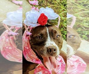 American Bulldog Dogs for adoption in Williston, FL, USA