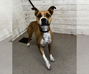 Bullboxer Pit Dogs for adoption in San Bernardino, CA, USA