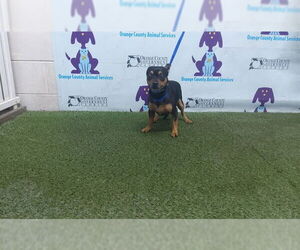 Chihuahua Dogs for adoption in Orlando, FL, USA