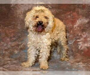 Poodle (Miniature) Dogs for adoption in West Valley, UT, USA