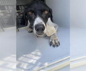 German Shorthaired Pointer-Pointer Mix Dogs for adoption in Houston, TX, USA