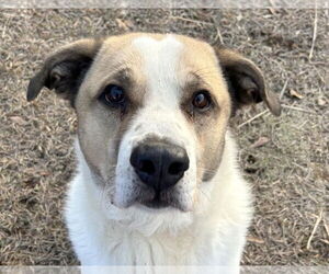 Mutt Dogs for adoption in Anniston, AL, USA