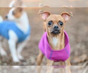 Chihuahua-Unknown Mix Dogs for adoption in Santa Cruz, CA, USA