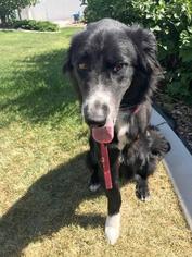 Border Collie Dogs for adoption in Salt Lake City, UT, USA