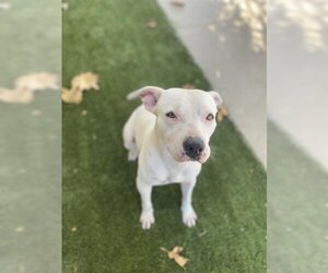 American Pit Bull Terrier-Unknown Mix Dogs for adoption in Chula Vista, CA, USA