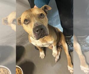 American Staffordshire Terrier-Unknown Mix Dogs for adoption in Tallahassee, FL, USA