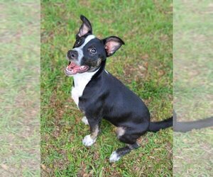 Collie-Unknown Mix Dogs for adoption in Greenville, SC, USA