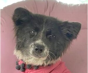 Unknown-pomeranian spitz Mix Dogs for adoption in LANGLEY, British Columbia, Canada