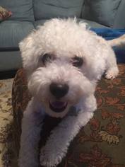 Poochon Dogs for adoption in Spring, TX, USA