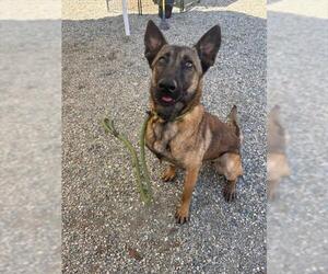 Mutt Dogs for adoption in Palmetto, FL, USA