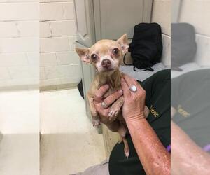 Chihuahua Dogs for adoption in Albany, GA, USA