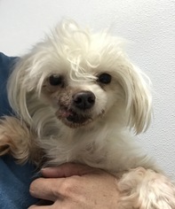 Maltese Dogs for adoption in Raytown, MO, USA