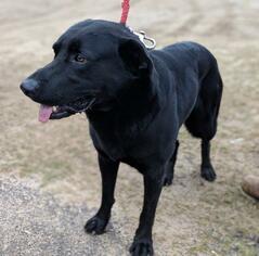 Labrador Retriever Dogs for adoption in Pleasanton, TX, USA