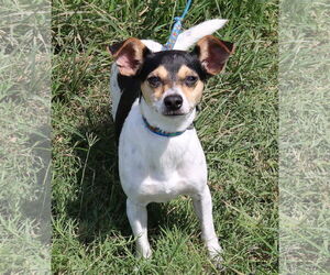 Rat Terrier-Unknown Mix Dogs for adoption in Bandera, TX, USA