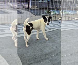 Chihuahua Dogs for adoption in Sandy, UT, USA