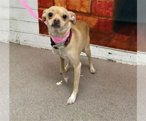 Chihuahua-Unknown Mix Dogs for adoption in San Bernardino, CA, USA