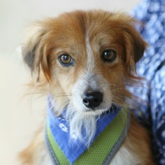 Medium Photo #1 Papshund Puppy For Sale in Mission Viejo, CA, USA