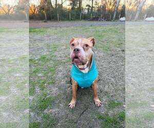 American Pit Bull Terrier-Unknown Mix Dogs for adoption in Jacksonville, NC, USA