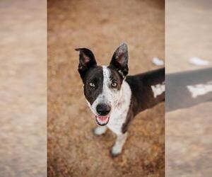 American Pit Bull Terrier-Unknown Mix Dogs for adoption in West Valley, UT, USA