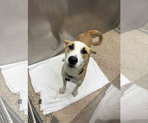 Mutt Dogs for adoption in Martinsburg, WV, USA