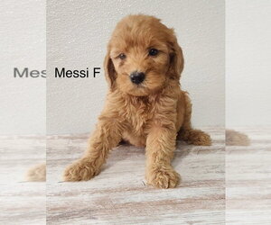 Goldendoodle (Miniature) Dogs for adoption in Studio City, CA, USA