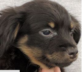 Medium Photo #1 Rat-Cha Puppy For Sale in Von Ormy, TX, USA