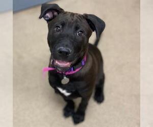 Labrador Retriever-Unknown Mix Dogs for adoption in Aurora, CO, USA