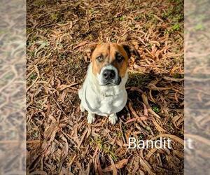 German Shepherd Dog-Unknown Mix Dogs for adoption in McKinleyville, CA, USA