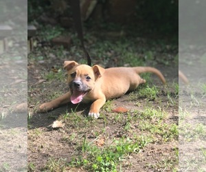 American Pit Bull Terrier Dogs for adoption in Alpharetta, GA, USA